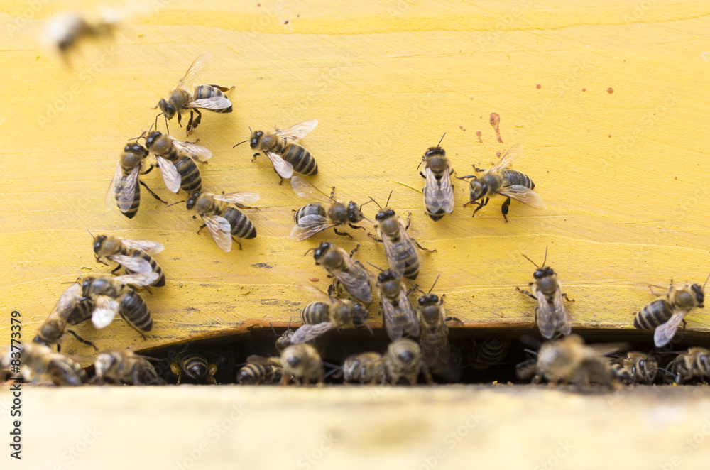 Fototapeta premium Honey bees beehive