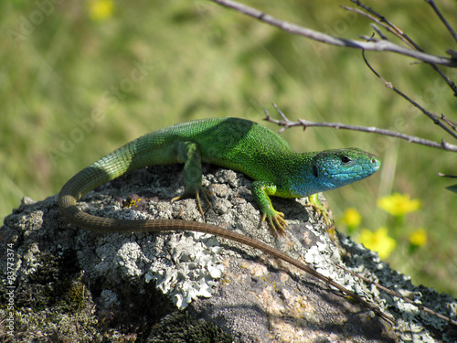Lacerta viridis male lizard basking in the sun on a rock