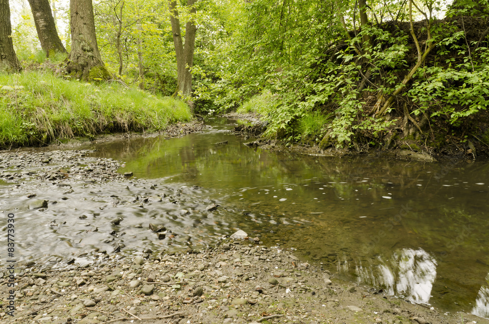 Fototapeta premium River flowing in a forest