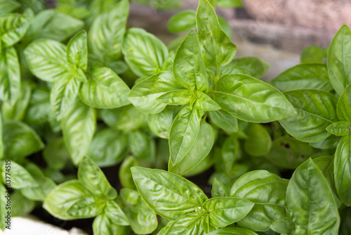 Wallpaper Mural Basilico fresco nell'orto Torontodigital.ca