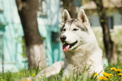 Portrait on the lawn in the urban environment. Siberian Husky