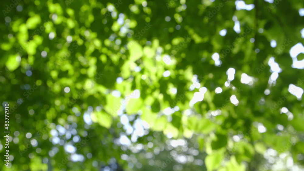 Abstract Nature Background against the Sun - camera pan Abstract Nature Background against the Sun - camera pan