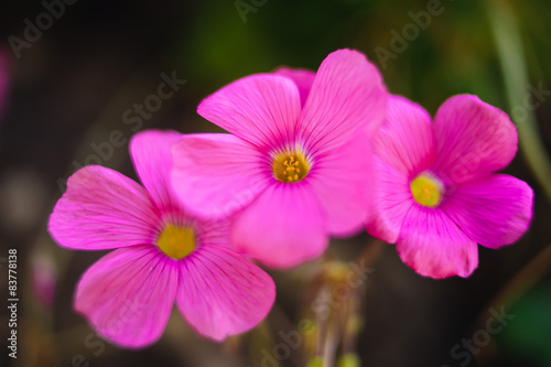 Close up shot of Pink flowers in Japan