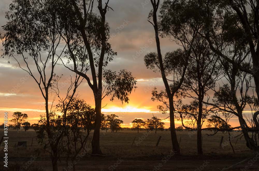 Sunset with eucalyptus trees in remote non-urban Australia