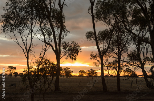Sunset with eucalyptus trees in remote non-urban Australia