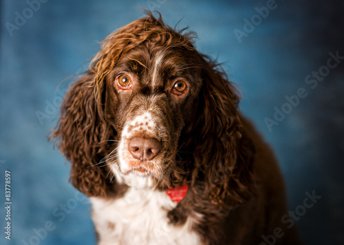 Obraz na płótnie Adorable tri-color springer spaniel in studio