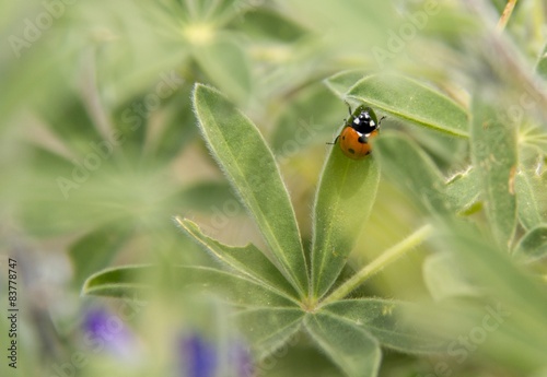 Orange Ladybug  on a grass © Rita Kapitulski