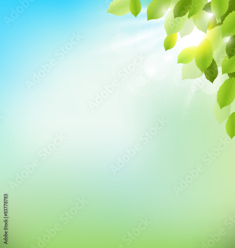 Tree foliage with sunlight on sky. Floral nature spring backgrou