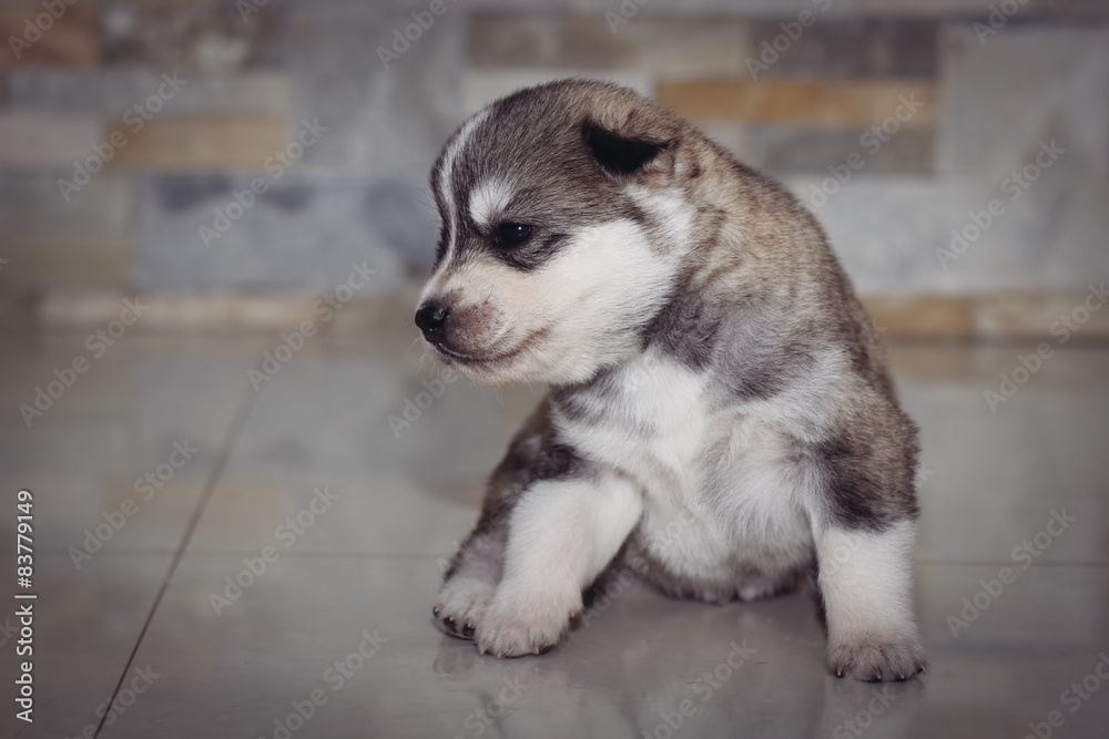 Very little puppy Siberian husky. 