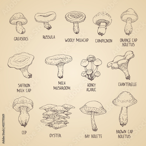 Mushrooms