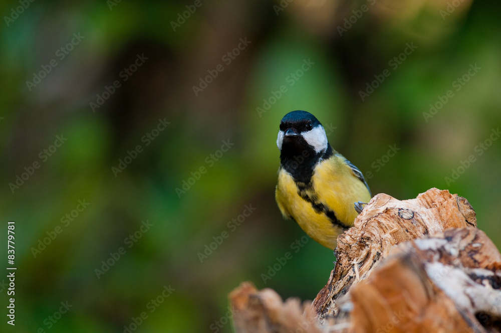 Obraz premium Cincia