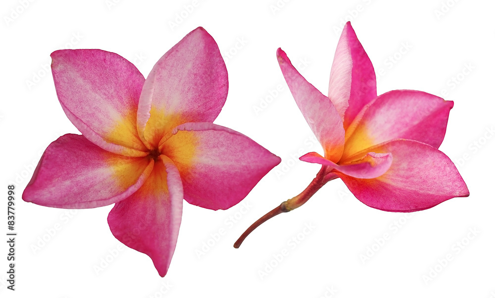 Red frangipani flower, Pumeria rubra, front and side views isola
