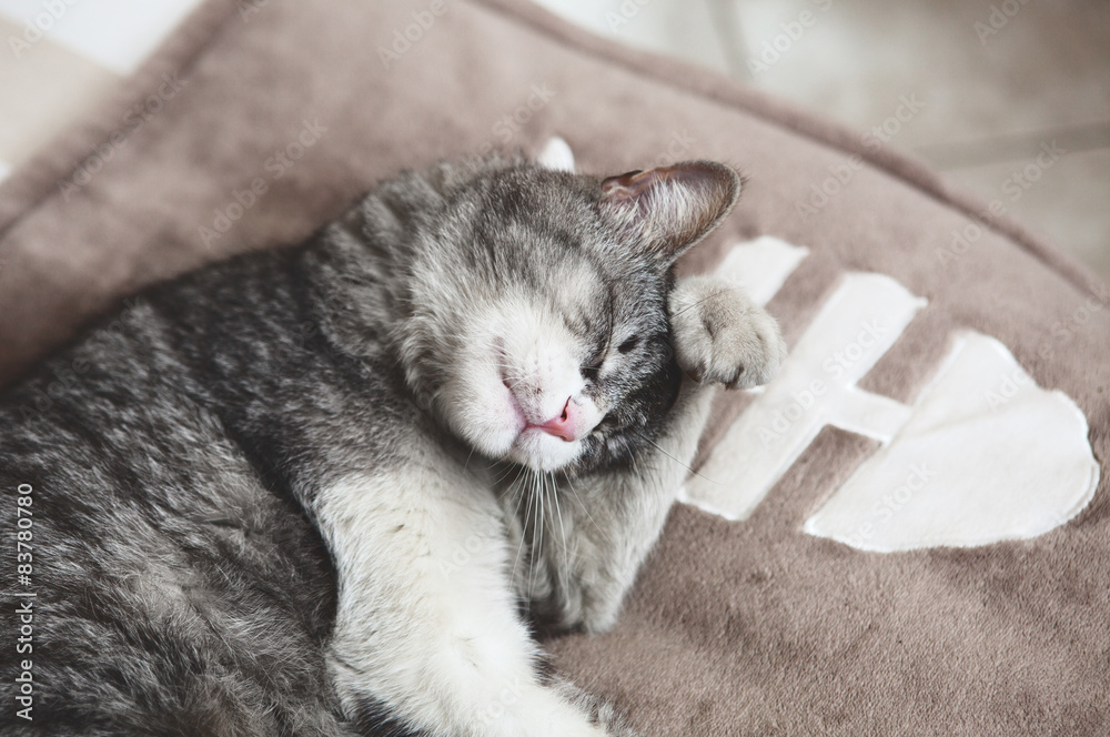 Gatto Che Si Lava La Faccia