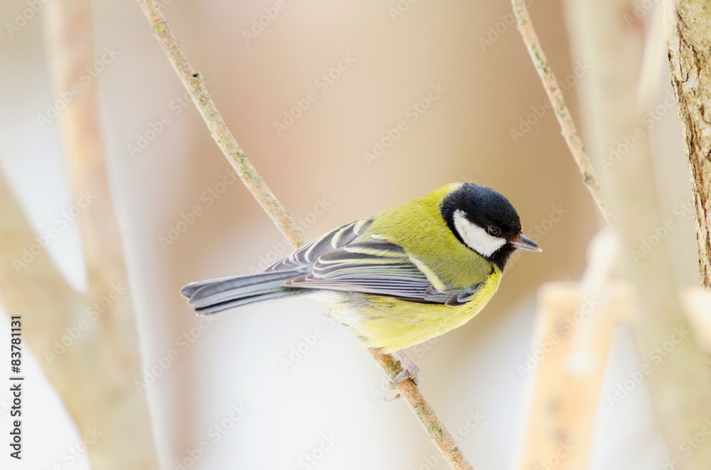 Fototapeta premium Tit sit on the tree. Top side. Russian nature