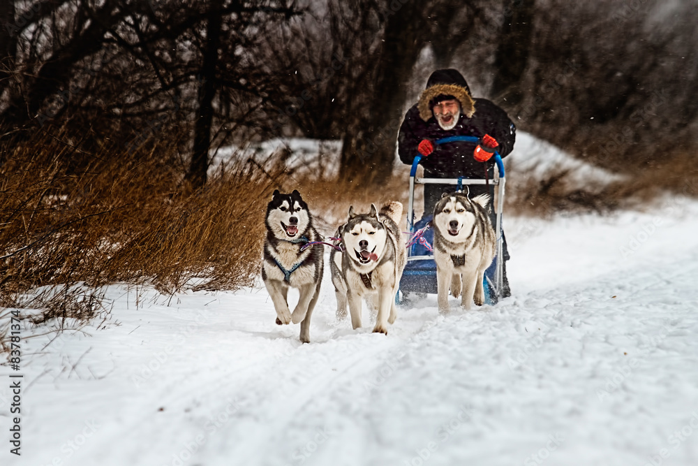 Musher hiding behind sleigh at sled dog race on snow. Musher hiding behind sleigh at sled dog race on snow.
