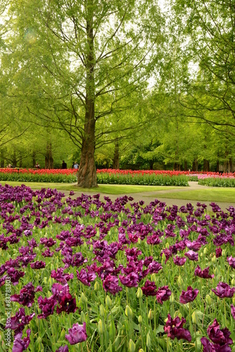 Keukenhof in Holland