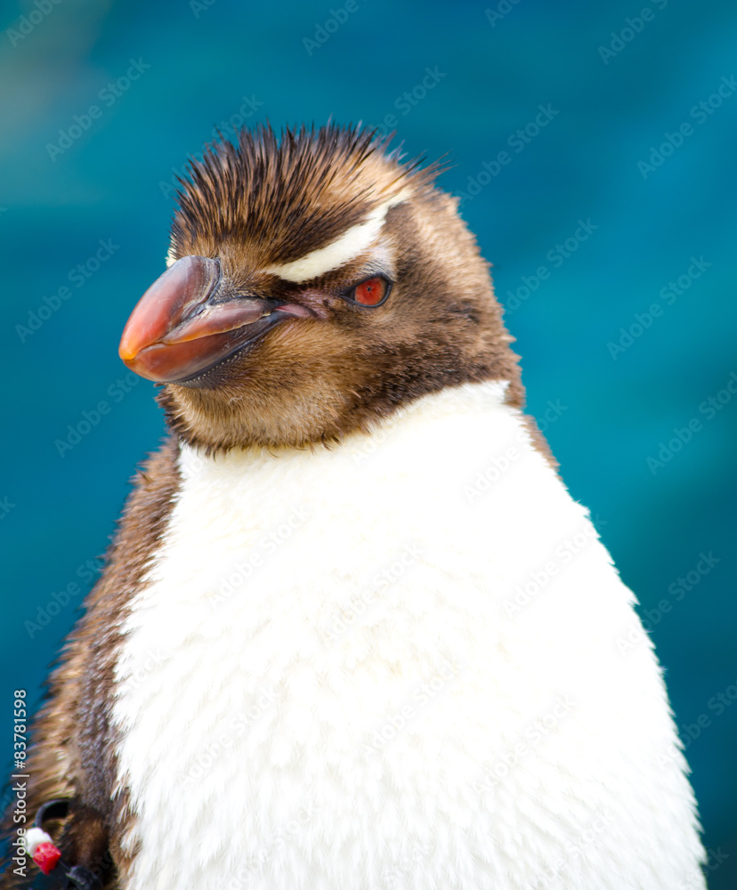Naklejka premium penguin