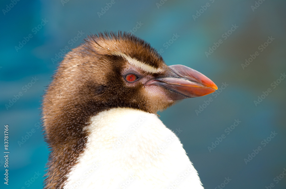 Naklejka premium penguin