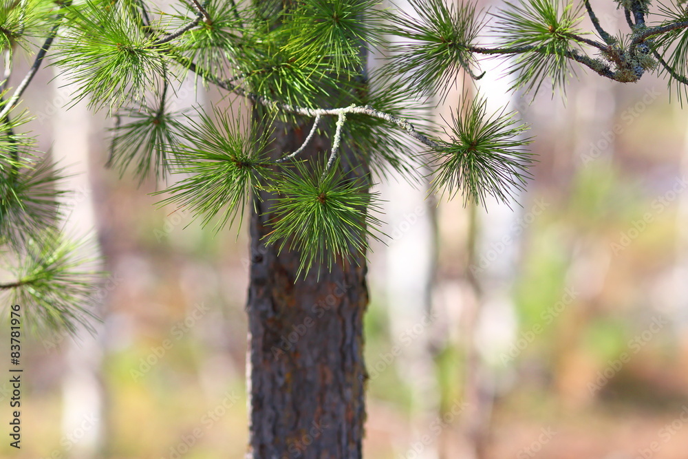 Needles of a cedar