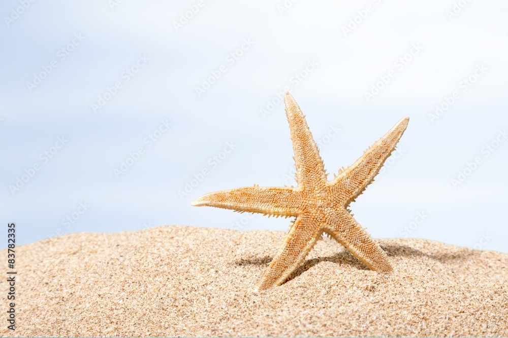 Beach, starfish, caribbean.