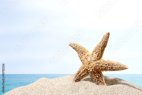 Beach  starfish  caribbean.