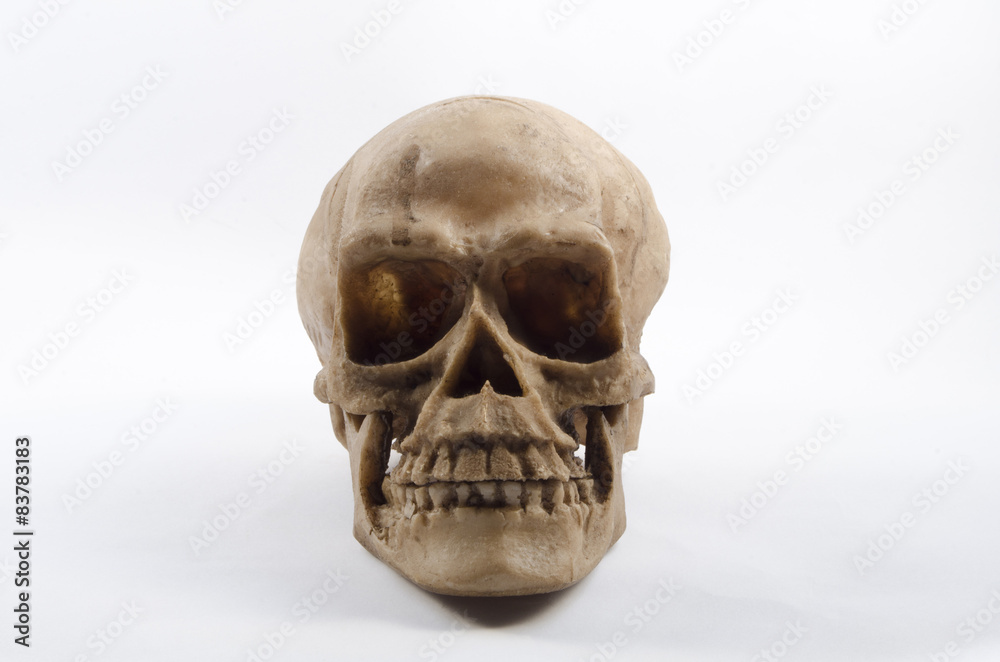 Human skull on white background Human skull on white background