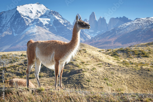 Guanaco in National Park Torres del Paine, Patagonia, Chile photo