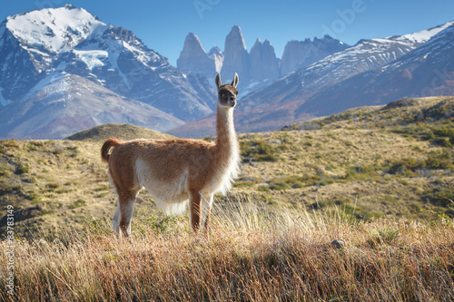 Guanaco in National Park Torres del Paine  Patagonia  Chile