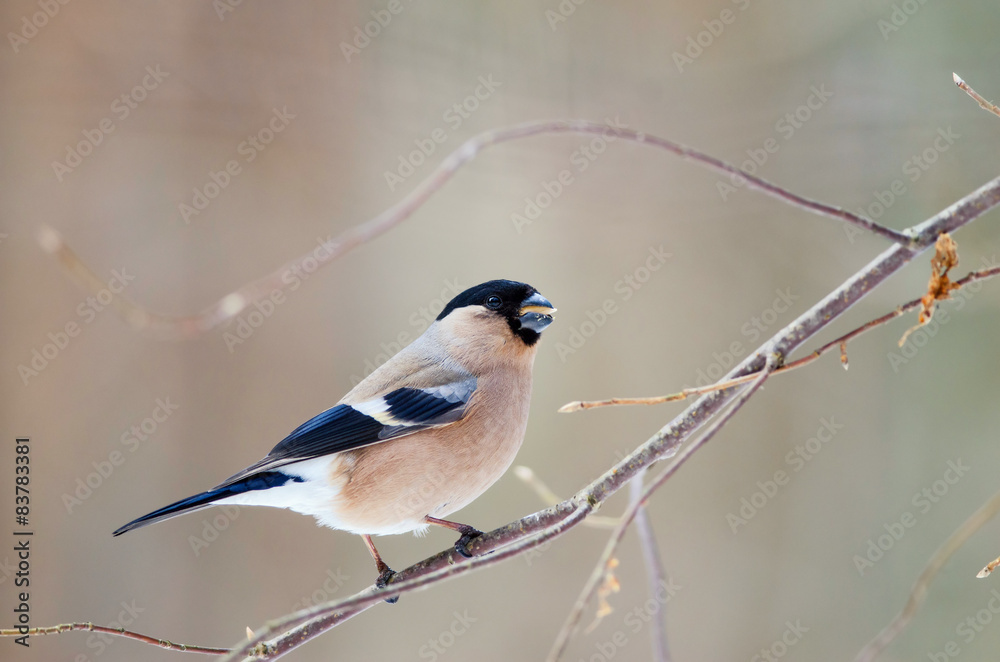 Female bullfinch sit on a tree and eating. Russian nature