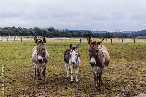 Les ânes dans le champs photo