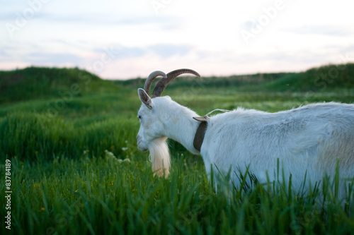 white goat