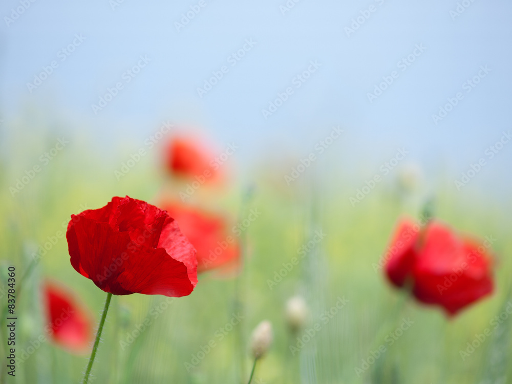 Naklejka premium czerwone kwiaty maku