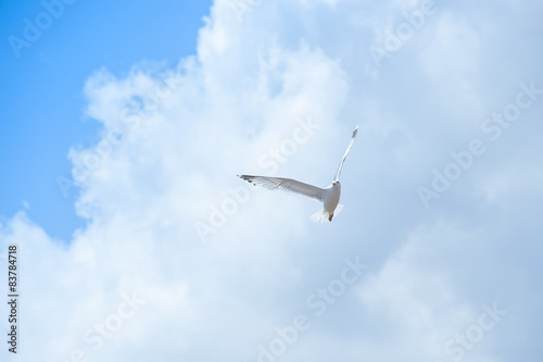 Seagull © pergo70