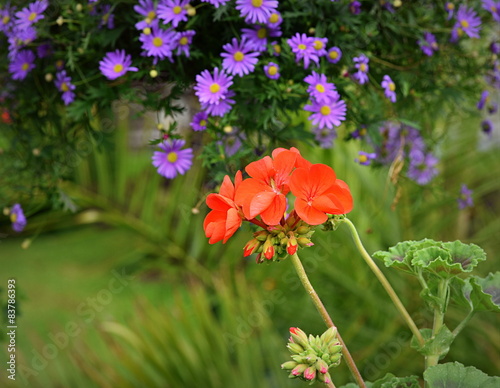 Fototapeta Naklejka Na Ścianę i Meble -  fleurs