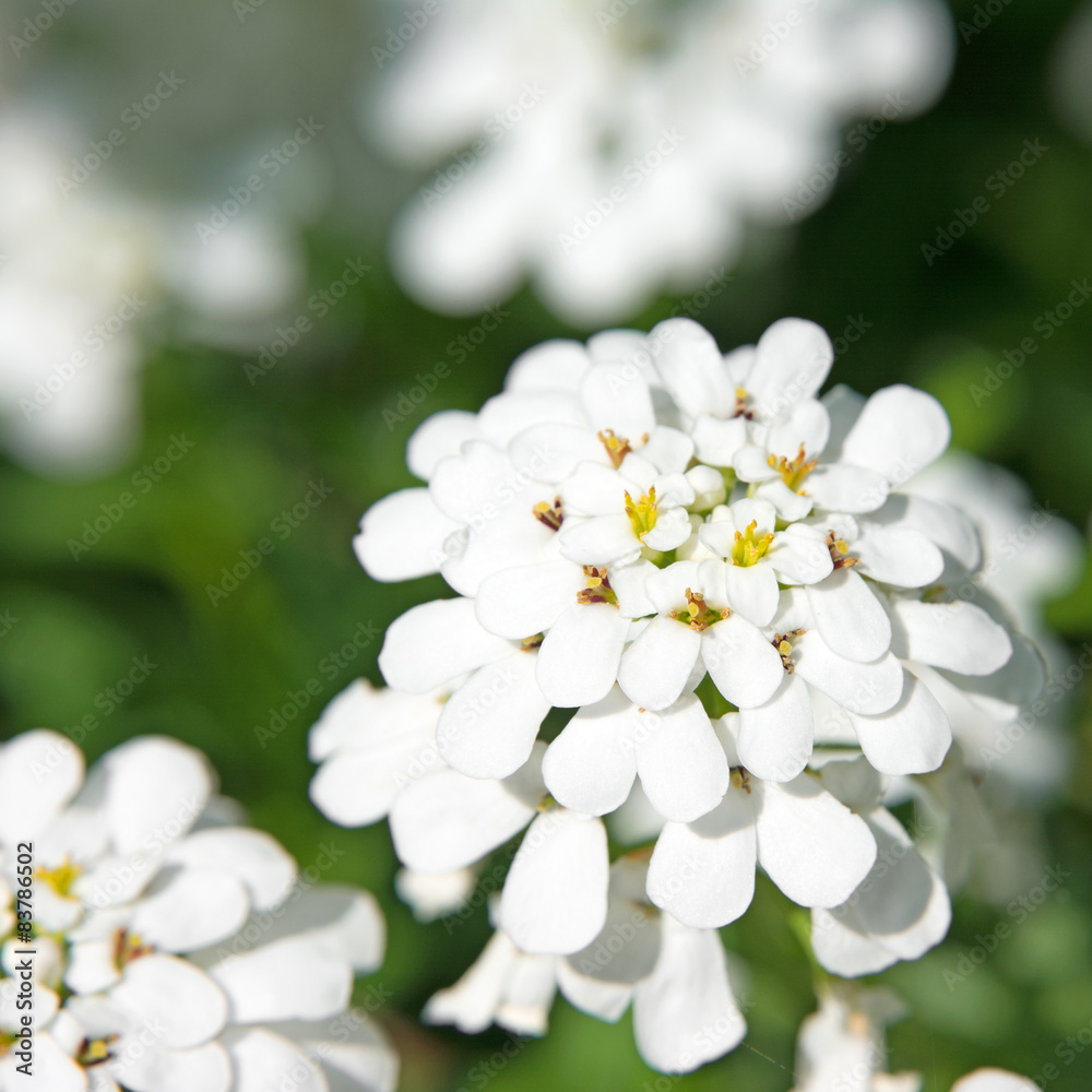 Schleifenblume - Iberis Schleifenblume - Iberis