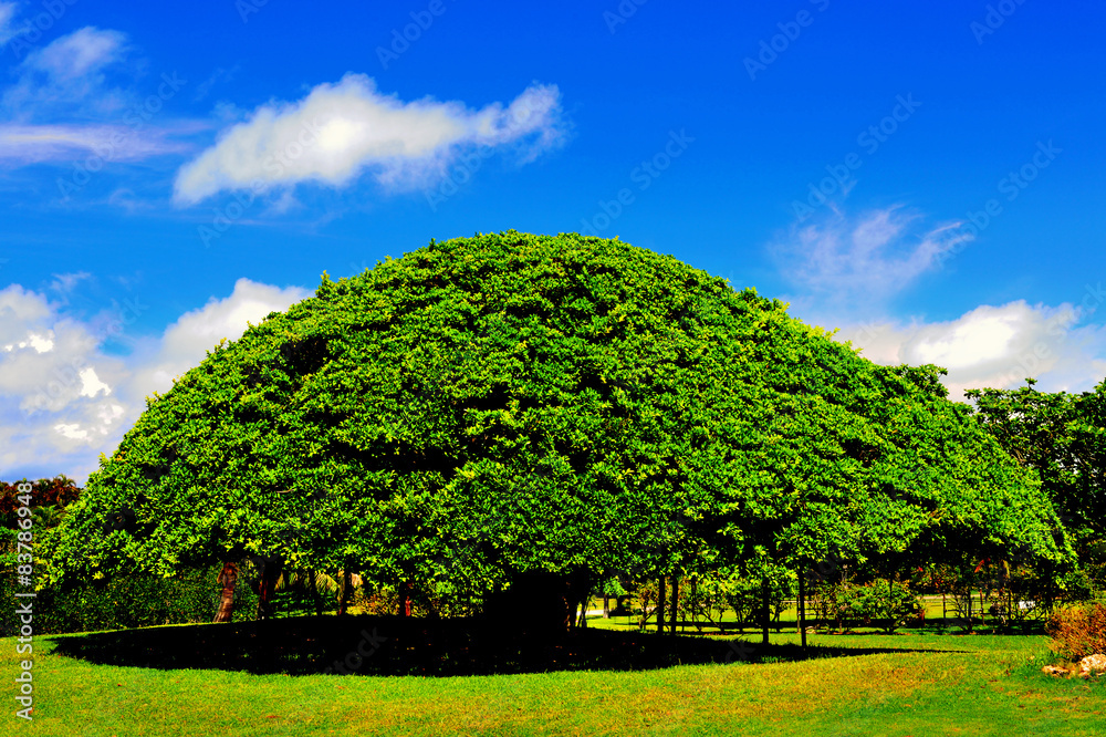 Big banyan tree in Okinawa Stock Photo Adobe Stock