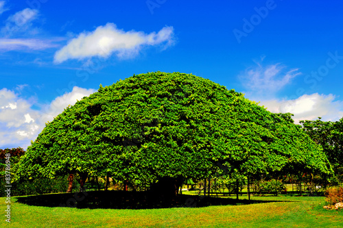 Photos Big banyan tree in Okinawa