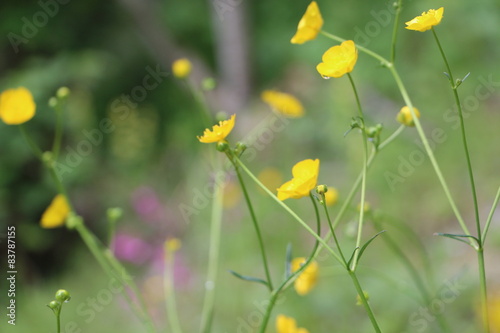 Gelbe Blumen (Dotterblumen) photo