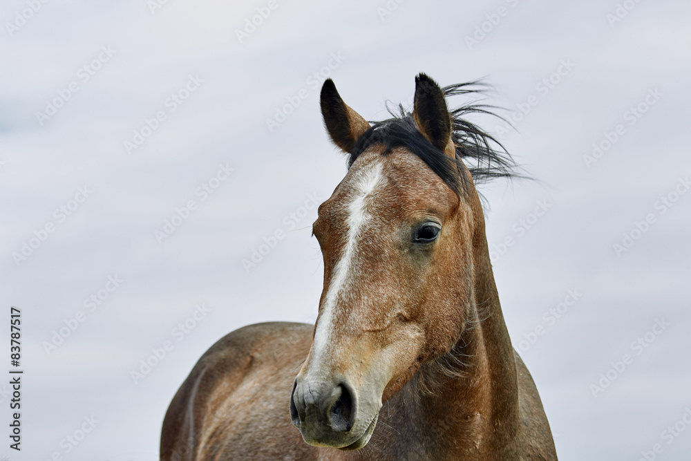 Obraz premium Wild Horse
