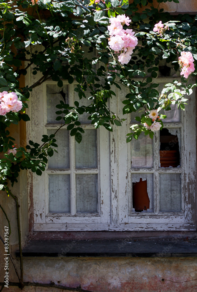 old stripped window with rose garden around