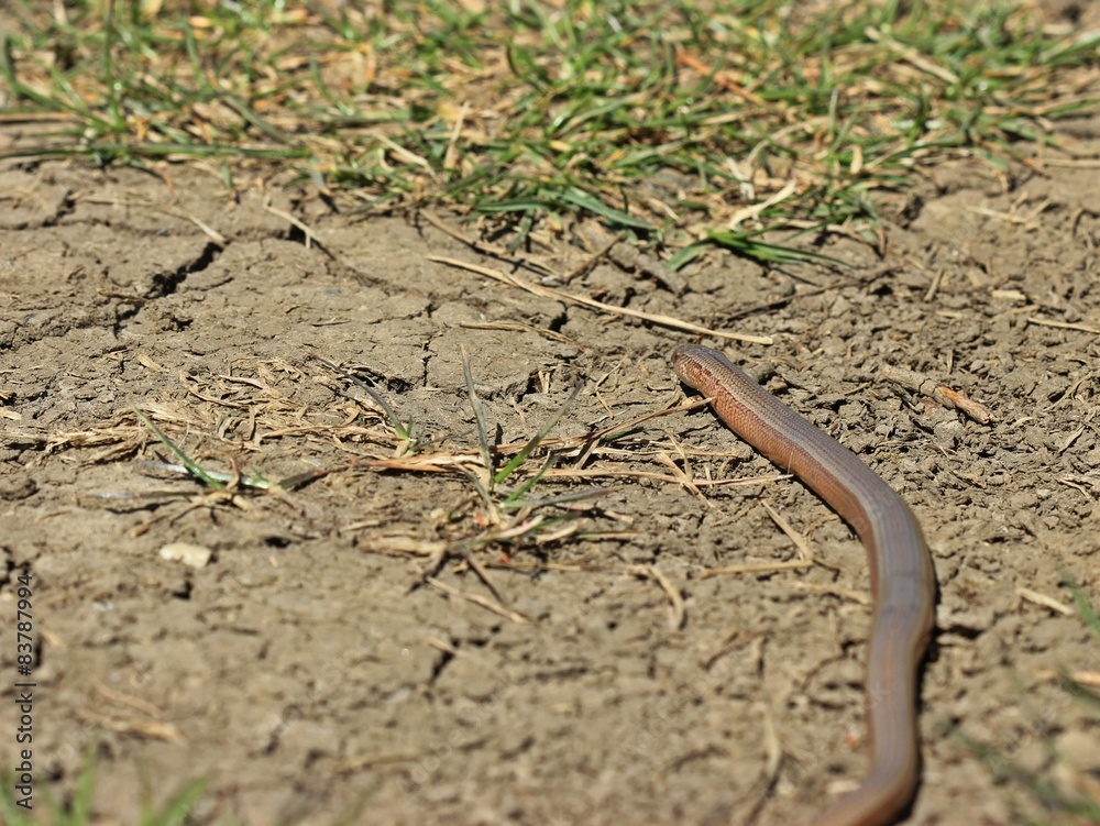 Blindschleiche (Anguis fragilis) am Dörnberg
Blindschleiche (Anguis fragilis) am Dörnberg