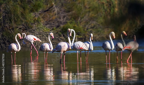 Greater flamingos  phoenicopterus roseus  Camargue  France