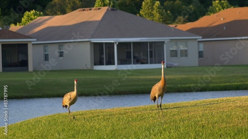 Sandhill cranes walk through residential neighborhood, 4K
