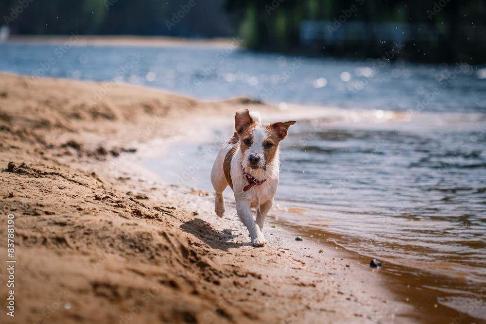 Jack Russell Terrier dog playing in water Jack Russell Terrier dog playing in water