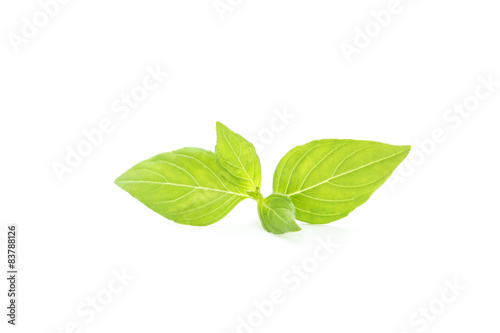 Basil leaves isolated on white