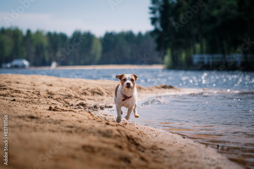 Fototapeta Naklejka Na Ścianę i Meble -  Jack Russell Terrier dog playing in water