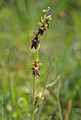 Fliegen-Ragwurz (Ophrys insectifera) 