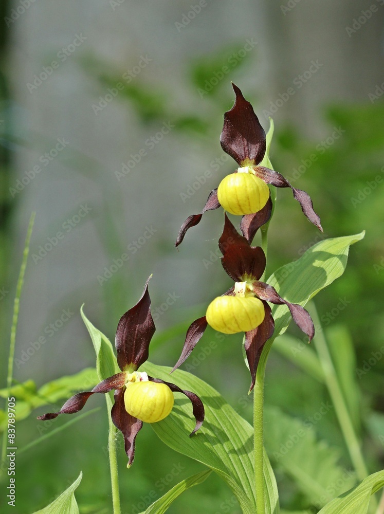 Obraz premium Gelber Frauenschuh (Cypripedium calceolus)