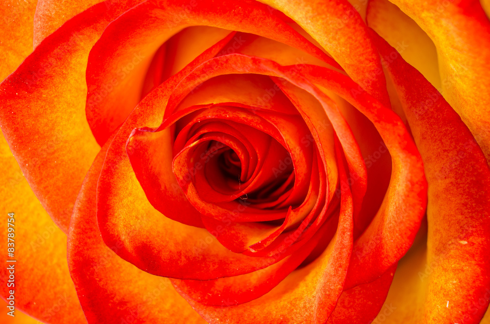 Macro of rose flower Macro of rose flower