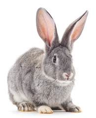 Baby rabbit.